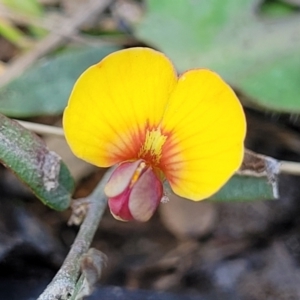 Bossiaea prostrata at Forde, ACT - 15 Oct 2022