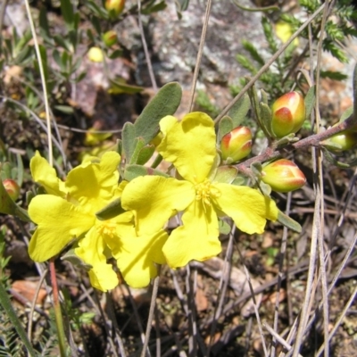 Hibbertia obtusifolia (Grey Guinea-flower) at Stromlo, ACT - 15 Oct 2022 by MatthewFrawley