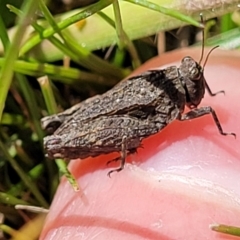 Tetrigidae (family) (Pygmy grasshopper) at Forde, ACT - 15 Oct 2022 by trevorpreston