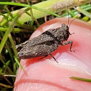 Tetrigidae (family) at Forde, ACT - 15 Oct 2022