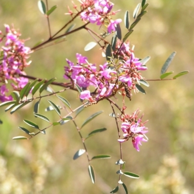 Indigofera australis subsp. australis (Australian Indigo) at Stromlo, ACT - 15 Oct 2022 by MatthewFrawley