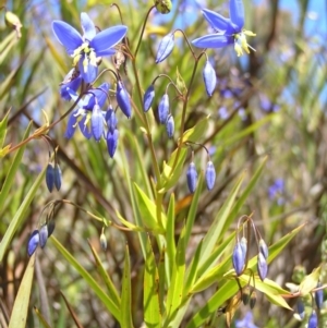 Stypandra glauca at Stromlo, ACT - 15 Oct 2022