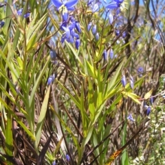 Stypandra glauca at Stromlo, ACT - 15 Oct 2022