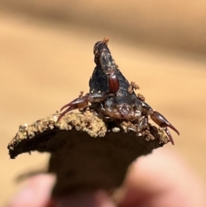 Cercophonius squama at Uriarra, NSW - 15 Oct 2022