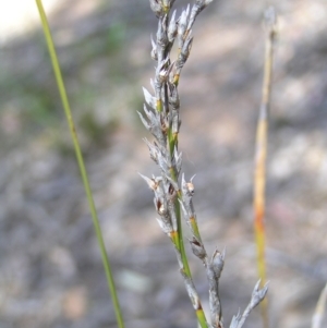 Lepidosperma laterale at Stromlo, ACT - 15 Oct 2022 01:42 PM