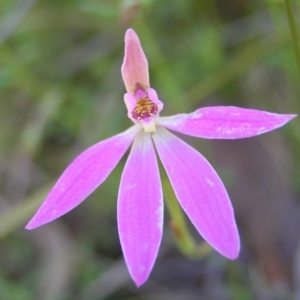 Caladenia carnea at Stromlo, ACT - 15 Oct 2022