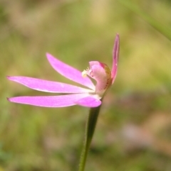 Caladenia carnea at Stromlo, ACT - 15 Oct 2022