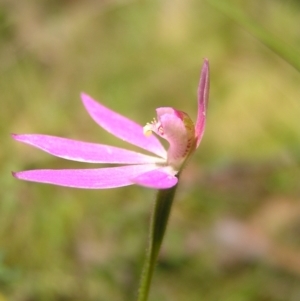 Caladenia carnea at Stromlo, ACT - suppressed