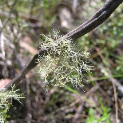 Usnea sp. (genus) (Bearded lichen) at Stromlo, ACT - 15 Oct 2022 by MatthewFrawley