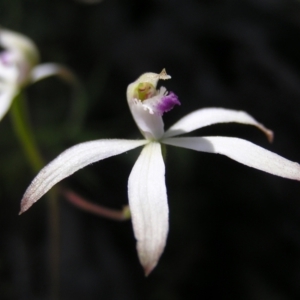 Caladenia ustulata at Stromlo, ACT - 15 Oct 2022