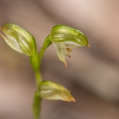 Bunochilus montanus (ACT) = Pterostylis jonesii (NSW) (Montane Leafy Greenhood) at Paddys River, ACT - 12 Oct 2022 by SWishart