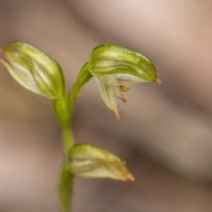 Bunochilus montanus (ACT) = Pterostylis jonesii (NSW) at Paddys River, ACT - 12 Oct 2022