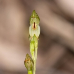 Bunochilus montanus (ACT) = Pterostylis jonesii (NSW) at Paddys River, ACT - 12 Oct 2022