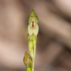 Bunochilus montanus (ACT) = Pterostylis jonesii (NSW) at Paddys River, ACT - 12 Oct 2022