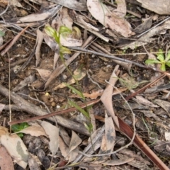 Bunochilus montanus (ACT) = Pterostylis jonesii (NSW) at Paddys River, ACT - 12 Oct 2022