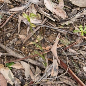 Bunochilus montanus (ACT) = Pterostylis jonesii (NSW) at Paddys River, ACT - 12 Oct 2022