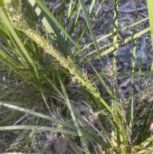 Lomandra longifolia at Aranda, ACT - 15 Oct 2022 05:32 PM