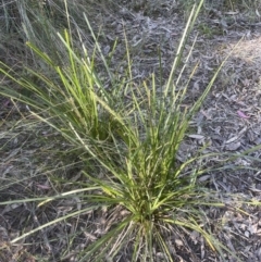 Lomandra longifolia at Aranda, ACT - 15 Oct 2022