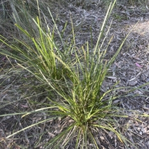 Lomandra longifolia at Aranda, ACT - 15 Oct 2022 05:32 PM