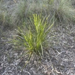 Lomandra longifolia at Aranda, ACT - 15 Oct 2022