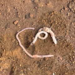 Oligochaeta (class) (Unidentified earthworm) at The Pinnacle - 11 Oct 2022 by Proslyn