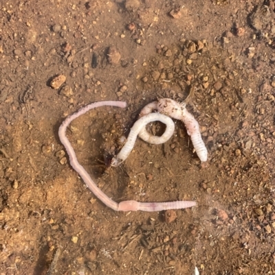Oligochaeta (class) (Unidentified earthworm) at Hawker, ACT - 11 Oct 2022 by Proslyn