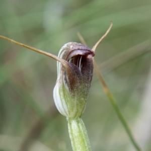 Pterostylis pedunculata at Paddys River, ACT - suppressed