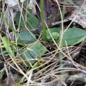 Pterostylis pedunculata at Paddys River, ACT - suppressed