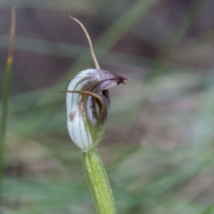 Pterostylis pedunculata at Paddys River, ACT - suppressed