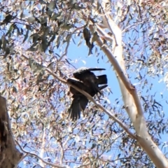 Callocephalon fimbriatum (Gang-gang Cockatoo) at Molonglo Valley, ACT - 14 Oct 2022 by CathB