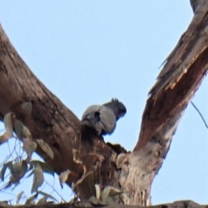 Callocephalon fimbriatum at Molonglo Valley, ACT - suppressed