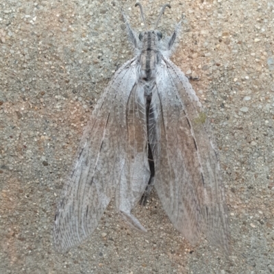 Heoclisis fundata (Antlion lacewing) at Conder, ACT - 19 Dec 2019 by Halina