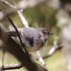 Rhipidura albiscapa (Grey Fantail) at Uriarra, NSW - 15 Oct 2022 by JimL