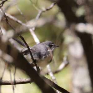 Rhipidura albiscapa at Uriarra, NSW - 15 Oct 2022 11:32 AM