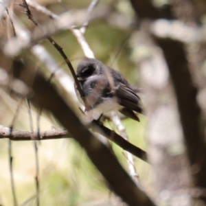 Rhipidura albiscapa at Uriarra, NSW - 15 Oct 2022 11:32 AM