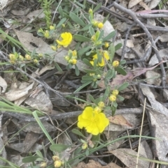 Hibbertia obtusifolia (Grey Guinea-flower) at Molonglo Valley, ACT - 15 Oct 2022 by lbradley