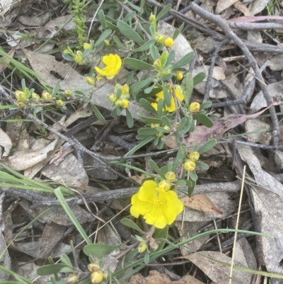Hibbertia obtusifolia (Grey Guinea-flower) at Molonglo Valley, ACT - 15 Oct 2022 by lbradley