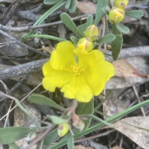 Hibbertia obtusifolia at Yarralumla, ACT - 15 Oct 2022 06:47 PM