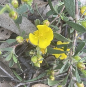 Hibbertia obtusifolia at Yarralumla, ACT - 15 Oct 2022 06:47 PM