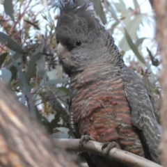 Callocephalon fimbriatum (Gang-gang Cockatoo) at Mount Jerrabomberra - 15 Oct 2022 by SteveBorkowskis