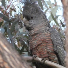 Callocephalon fimbriatum (Gang-gang Cockatoo) at Mount Jerrabomberra - 15 Oct 2022 by Steve_Bok