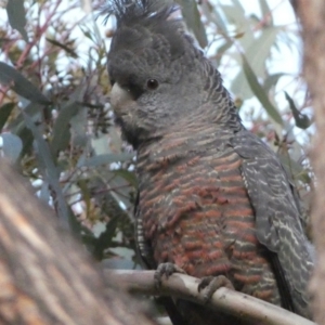 Callocephalon fimbriatum at Jerrabomberra, NSW - 15 Oct 2022