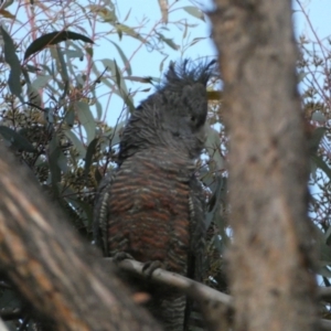 Callocephalon fimbriatum at Jerrabomberra, NSW - 15 Oct 2022