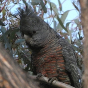 Callocephalon fimbriatum at Jerrabomberra, NSW - 15 Oct 2022