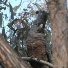 Callocephalon fimbriatum at Jerrabomberra, NSW - 15 Oct 2022