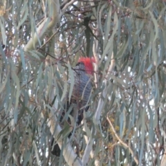 Callocephalon fimbriatum at Jerrabomberra, NSW - 15 Oct 2022