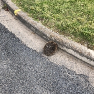 Tachyglossus aculeatus at Yass, NSW - 15 Oct 2022