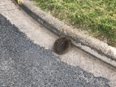 Tachyglossus aculeatus (Short-beaked Echidna) at Yass, NSW - 15 Oct 2022 by JohnGiacon