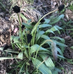 Plantago lanceolata (Ribwort Plantain, Lamb's Tongues) at Flea Bog Flat to Emu Creek Corridor - 15 Oct 2022 by JohnGiacon