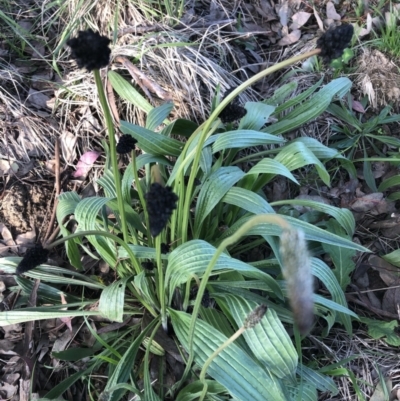 Plantago lanceolata (Ribwort Plantain, Lamb's Tongues) at Flea Bog Flat to Emu Creek Corridor - 15 Oct 2022 by JohnGiacon